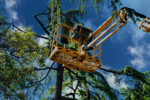 Why Choose Our Tree Removal Services in Wrightstown, WI?