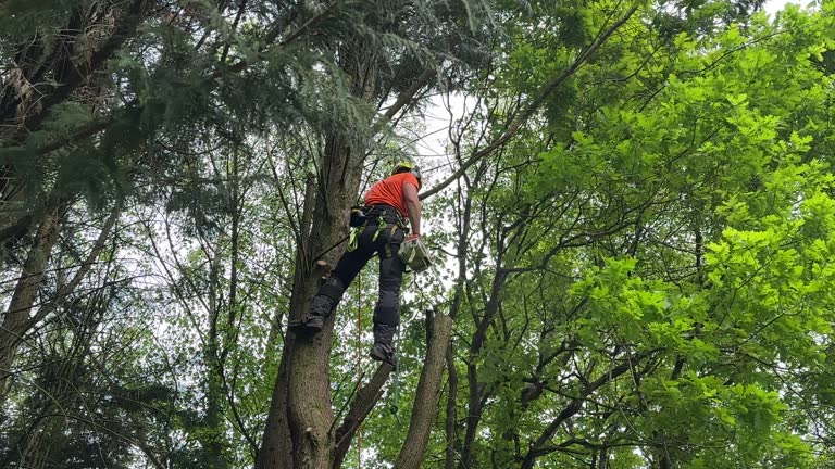 Wrightstown, WI Tree Services Company